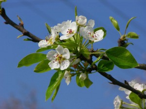 Spring Blossoms