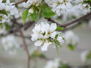 Pear Blossom