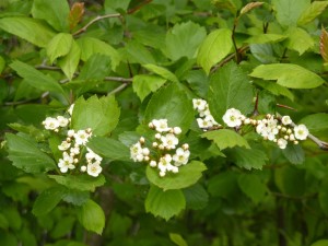 WildFlowers